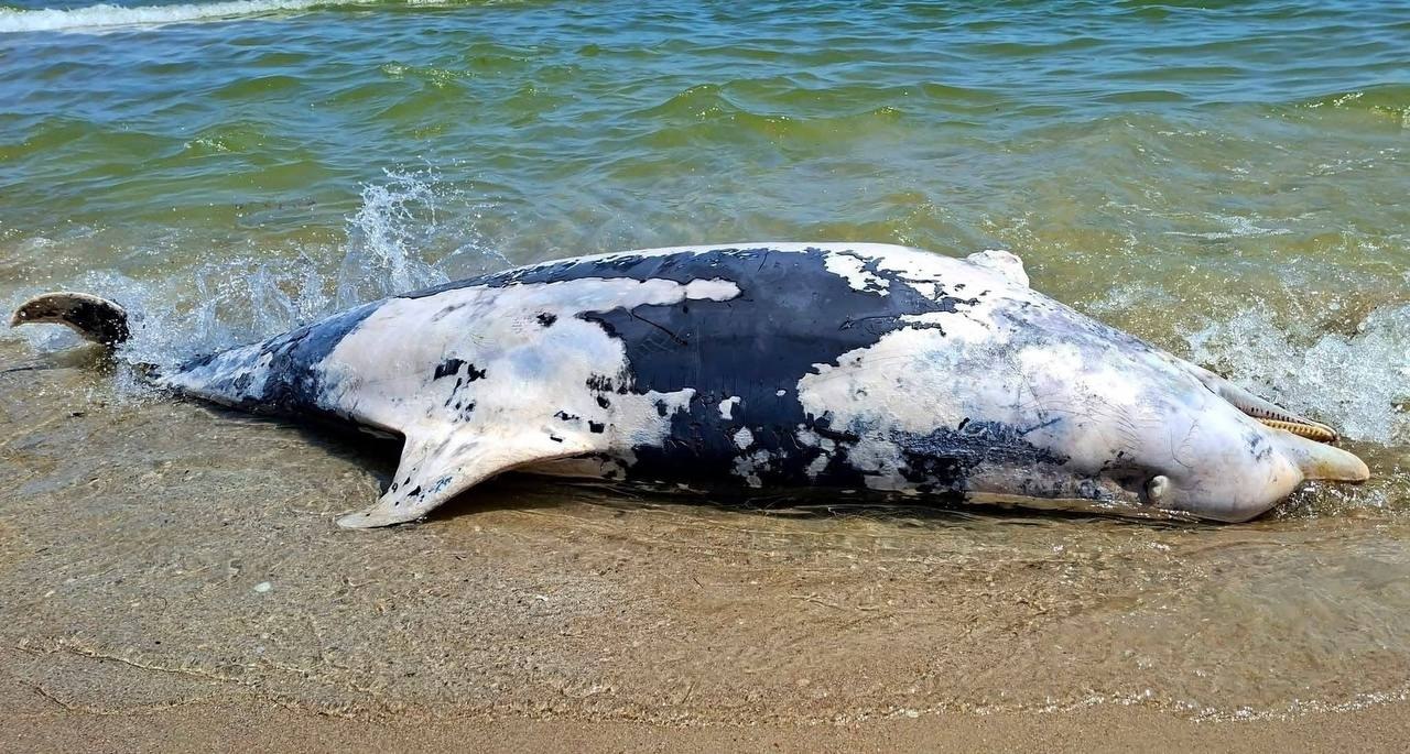 Фото мертвого дельфіна на березі Чорного моря. Джерело – Телеграм